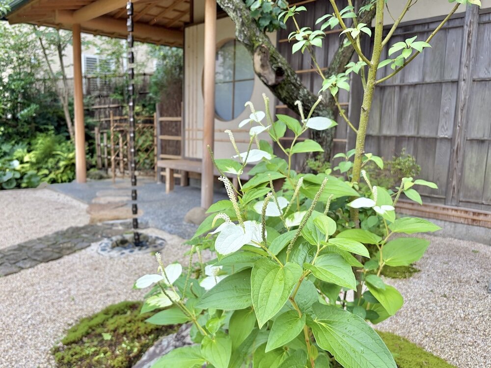 夏越の祓から半夏生へ