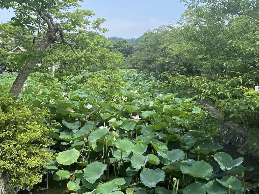 泥中の蓮